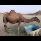 سلام عليكم ورحمه الله وبركاته