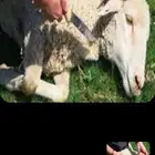 جزار مصري لهو خبره 10سنوات