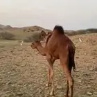 بكره للبيع الموقع شرق القوز