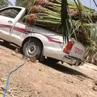 السلام عليكم يوجد لدينا جميع انواع انخيل العرب وزينه