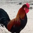 ديك من سلسلة اصلية قديمة كما واضح في الصورة