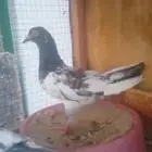 زوج باكستاني