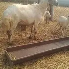 كباشه حري الاعفر عمر 6شهور الثاني ممكن ربااع