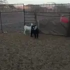البيع تيوس