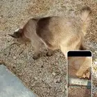 ماعز العمر اسبوعين يام