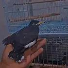مينو نهيت غر