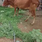 بقر للبيع