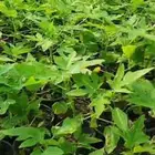 بباي من اجود الانواع ردليدي تالندي