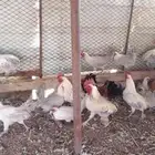 للبيع دجاج فيومي ألمنيوم وبلدي