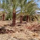 نخل للبيع الرياض القصيم