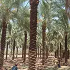 يوجد لدينا جميع انواع النخيل للبيع