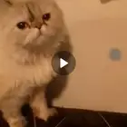 قطه للتبني شيرازي هملايا حنونه هادئه