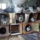 حمام باكستاني