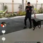 تدريب كلاب طاعه من المنزل وتحديد فداء الحاجه بأقل الاسعار