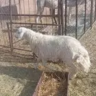 خروف حري مشروع فحل