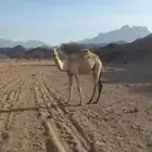 للبيع قعود