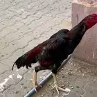 ديك سندي