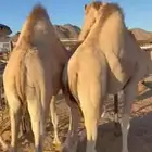 قعودين اللبيع فل الفل  للبيع مفاريد مغلقه مبادي زوا