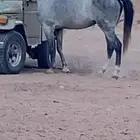 حصان شعبي سبوق وقطع وجبر