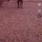 تيس فحل جنوبي