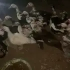 بط للبيع العدد 19