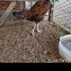 دجاجه بكستاني