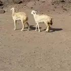 غنم حريات رخال طيبه صنف صنف