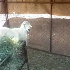 صنف فحل حري شرط يا يضرب شرط نضيفه
