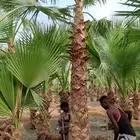 توريد وتركيب النخيل الواشنطن الزينة الامركي