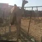 قعود للبيع جذع طبع شرط يركب سياره وينزل