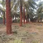 يوجد لدي نخل لاالبيع طوال