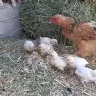 دجاجه للبيع معها 7 صيصان