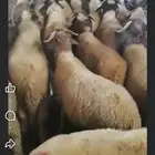 جزار