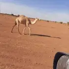 للبيع بكره هجن