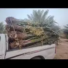 السلام عليكم ورحمة الله وبركاته يتوفر 30حبه نخل للبيع
