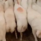 يوجد لدينا ضأن رفديات دفيع قرايب مولدات