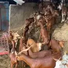 غنم دهم للبيع العدد 90