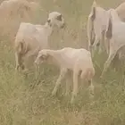 نعجه منتوج بكش اسن ربع