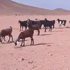 غنم مضاريع برية العدد 12الموقع علقان للتواصل اتصال