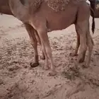 حشو للبيع