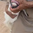طلي