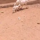شاه. صنف خلفه معها اثنين