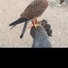 مطلوببب باشق او شبوط الرياض بسرعههه