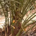 يوجد لدينا جميع انواع النخيل وجميع المقاسات والوصل لجميع الم