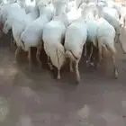 يوجد لدينا ضأن رفديات دفيع قرايب مولدات