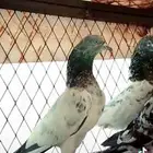 حمام باكستاني قولدن انثأ