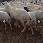 يوجد لدينا ضعان ميديات دفيع علا سونار وجرومها طيبه ومضمونه