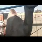 الجوه سره عبيده