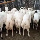 Kabbasha Faran