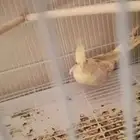 كروان ضيع مني ولي يحصله أرجو أن يتصل